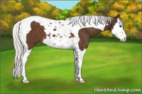 Horse Color:Silver Buckskin Splash Tobiano