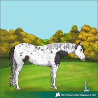 Horse Color:Buckskin Splash Tobiano Frame 