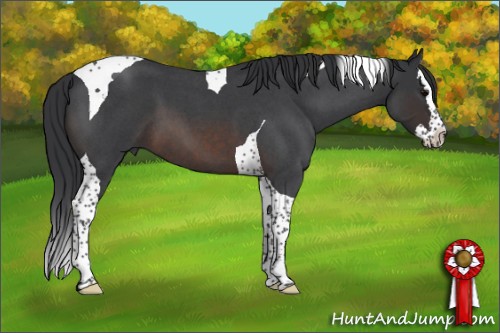 Horse Color:Brown Roan Splash Tobiano