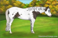 Horse Color:Silver Smoky Black Splash Tobiano Frame