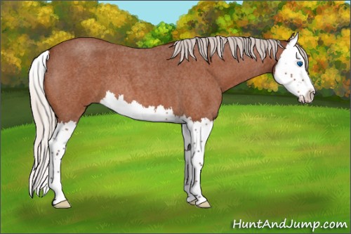 Horse Color:Silver Buckskin Roan Splash 
