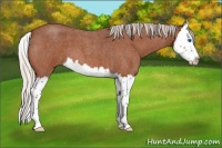 Horse Color:Silver Buckskin Roan Splash 