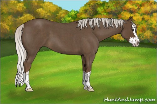 Horse Color:Silver Smoky Blue Roan Splash 