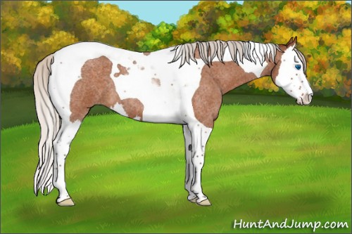 Horse Color:Silver Buckskin Roan Splash Tobiano 