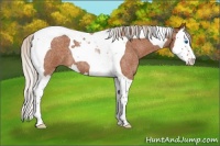 Horse Color:Silver Buckskin Roan Splash Tobiano 