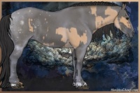 Horse Color:Bay Dun and Grullo