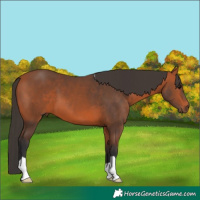 Horse Color:Bay 