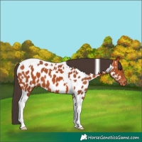 Horse Color:Bay Tobiano Near Leopard