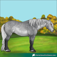 Horse Color:Silver Bay Chinchilla Rabicano 