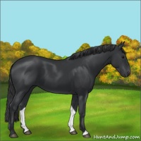 Horse Color:Black 