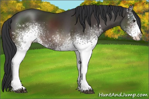 Horse Color:White Spotted Brown Sabino 