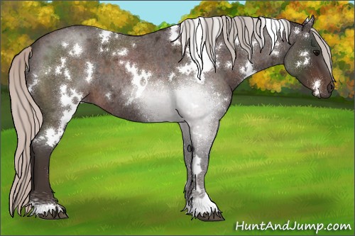 Horse Color:White Spotted Silver Brown Roan