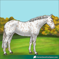 Horse Color:Chocolate Palomino Roan Appaloosa 