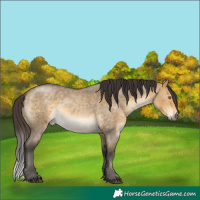 Horse Color:Buckskin Roan Dun 