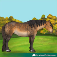 Horse Color:Buckskin 