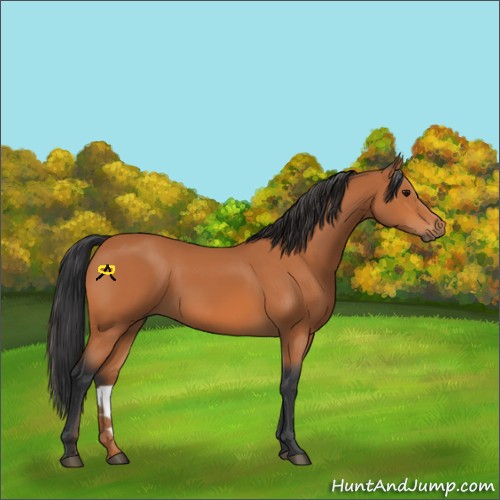 Horse Color:Bay 