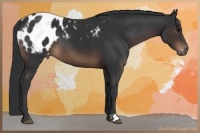 Horse Color:Brown Appaloosa