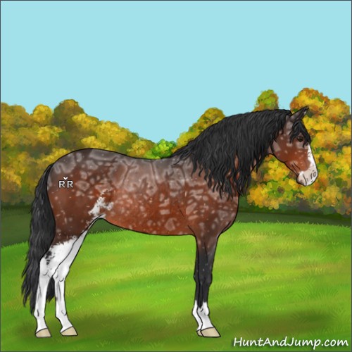 Horse Color:Brown Ice Sabino Rabicano 