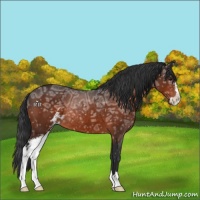 Horse Color:Brown Ice Sabino Rabicano 