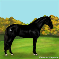 Horse Color:Void White Spotted Brown Appaloosa 