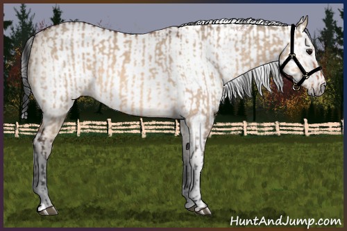 Horse Color:Bay Dun  and Gray Bay Dun 