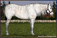 Horse Color:Bay Dun  and Gray Bay Dun 