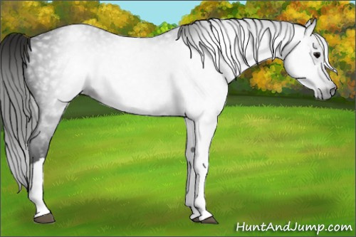 Horse Color:Gray Black Appaloosa 
