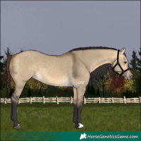 Horse Color:Buckskin Dun 