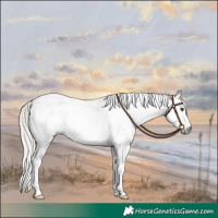 Horse Color:Gray Silver Bay Ice Dun Sabino Splash Frame 