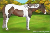 Horse Color:Liver Chestnut Tobiano Appaloosa 