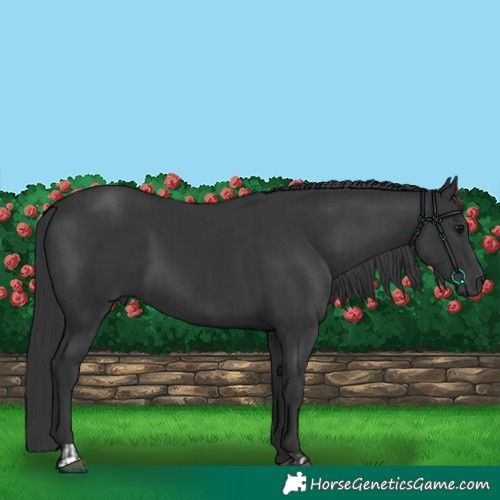 Horse Color:Black  and Black 