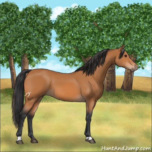Horse Color:Bay 