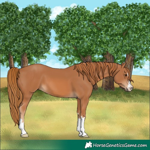 Horse Color:Chestnut 
