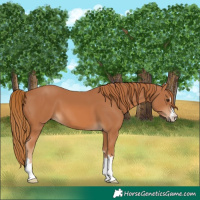Horse Color:Chestnut 