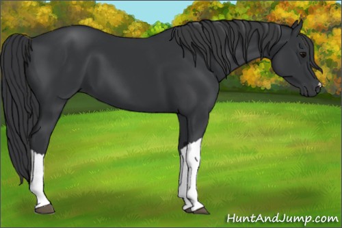 Horse Color:Black 