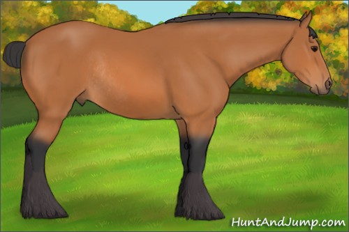 Horse Color:Bay Rabicano 