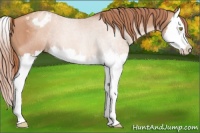 Horse Color:Gold Champagne Splash Appaloosa 