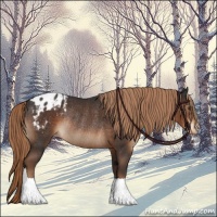 Horse Color:Liver Chestnut Blanket Rabicano 