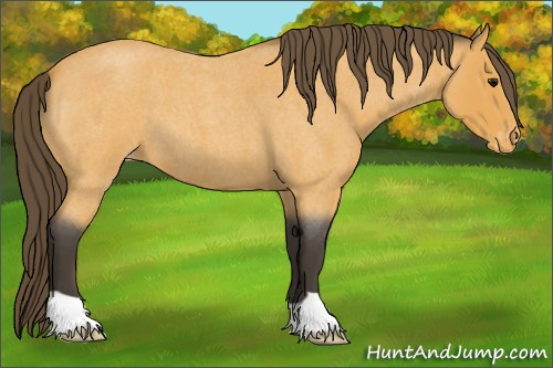 Horse Color:Buckskin Roan Appaloosa 