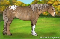 Horse Color:Chocolate Palomino Appaloosa Rabicano 