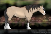 Horse Color:Bay Dun Splash