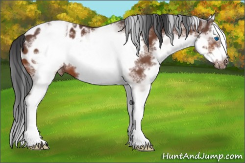 Horse Color:White Spotted Bay Splash Frame Appaloosa 