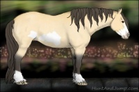 Horse Color:Buckskin Roan Frame 