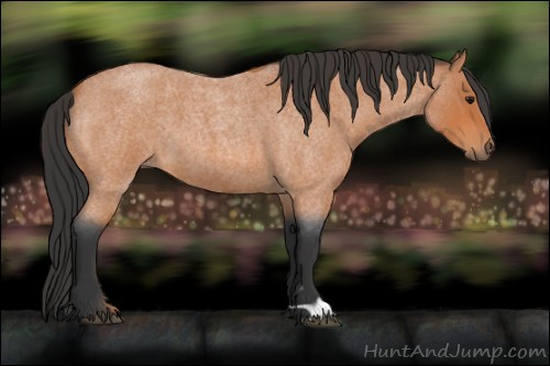 Horse Color:Bay Roan