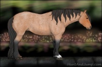 Horse Color:Bay Roan 