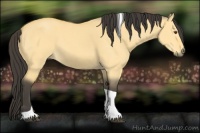 Horse Color:Buckskin Dun Sabino Tobiano 