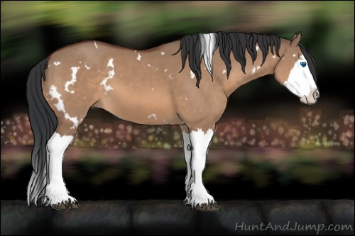 Horse Color:White Spotted Bay Dun Sabino Splash 