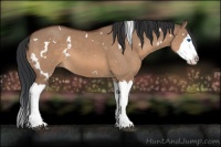 Horse Color:White Spotted Bay Dun Sabino Splash 