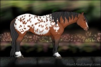 Horse Color:Bay Sabino Appaloosa Rabicano