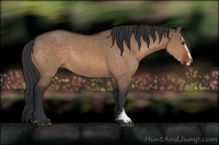 Horse Color:Bay Dun Sabino 